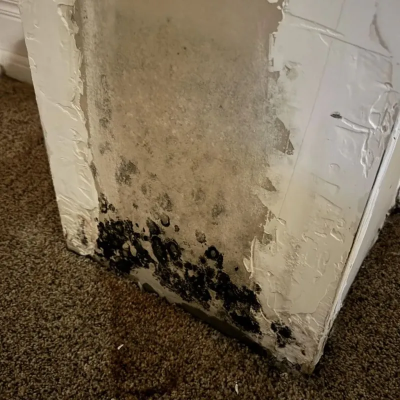 Professional Mold Removal in Lolo, MT